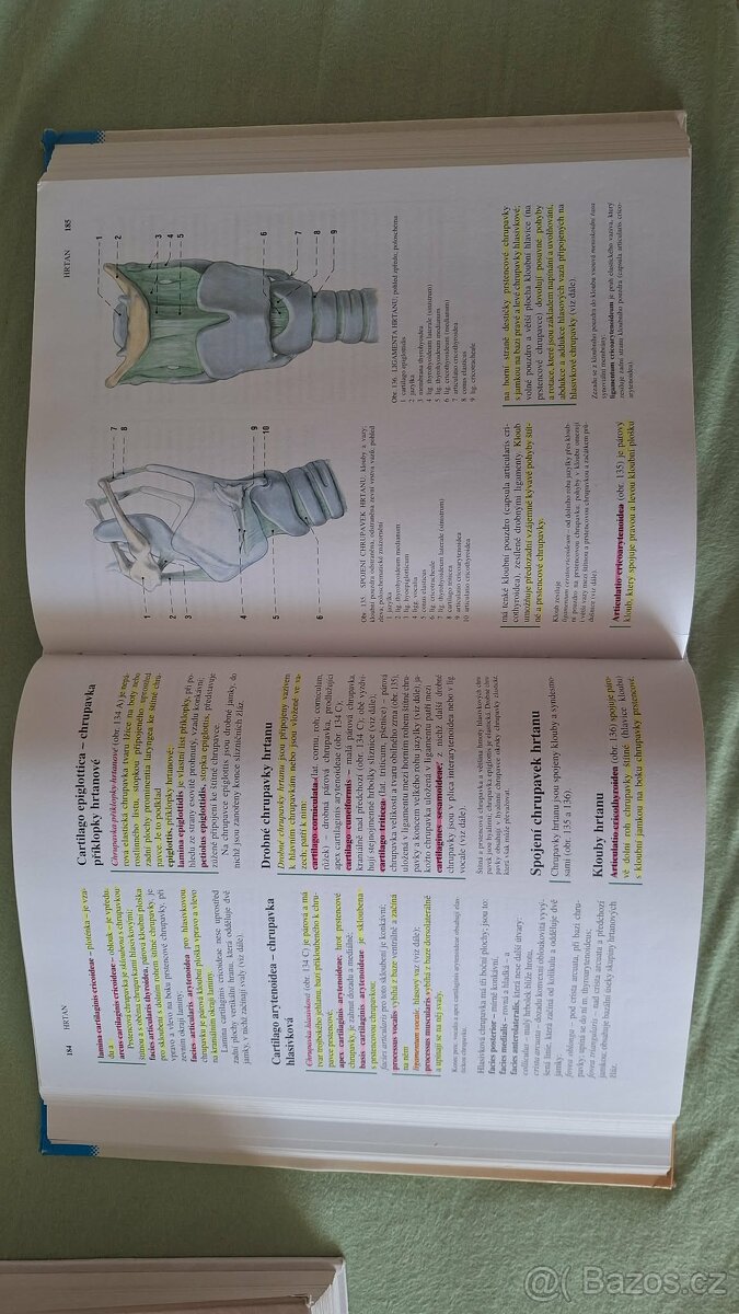 Anatomie Čihák - 4