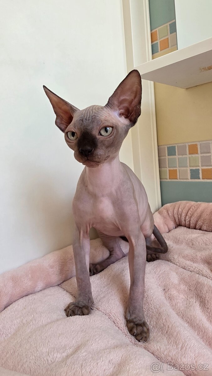 Kotátka Sphynx, holčičky, rodiče papírové - 4