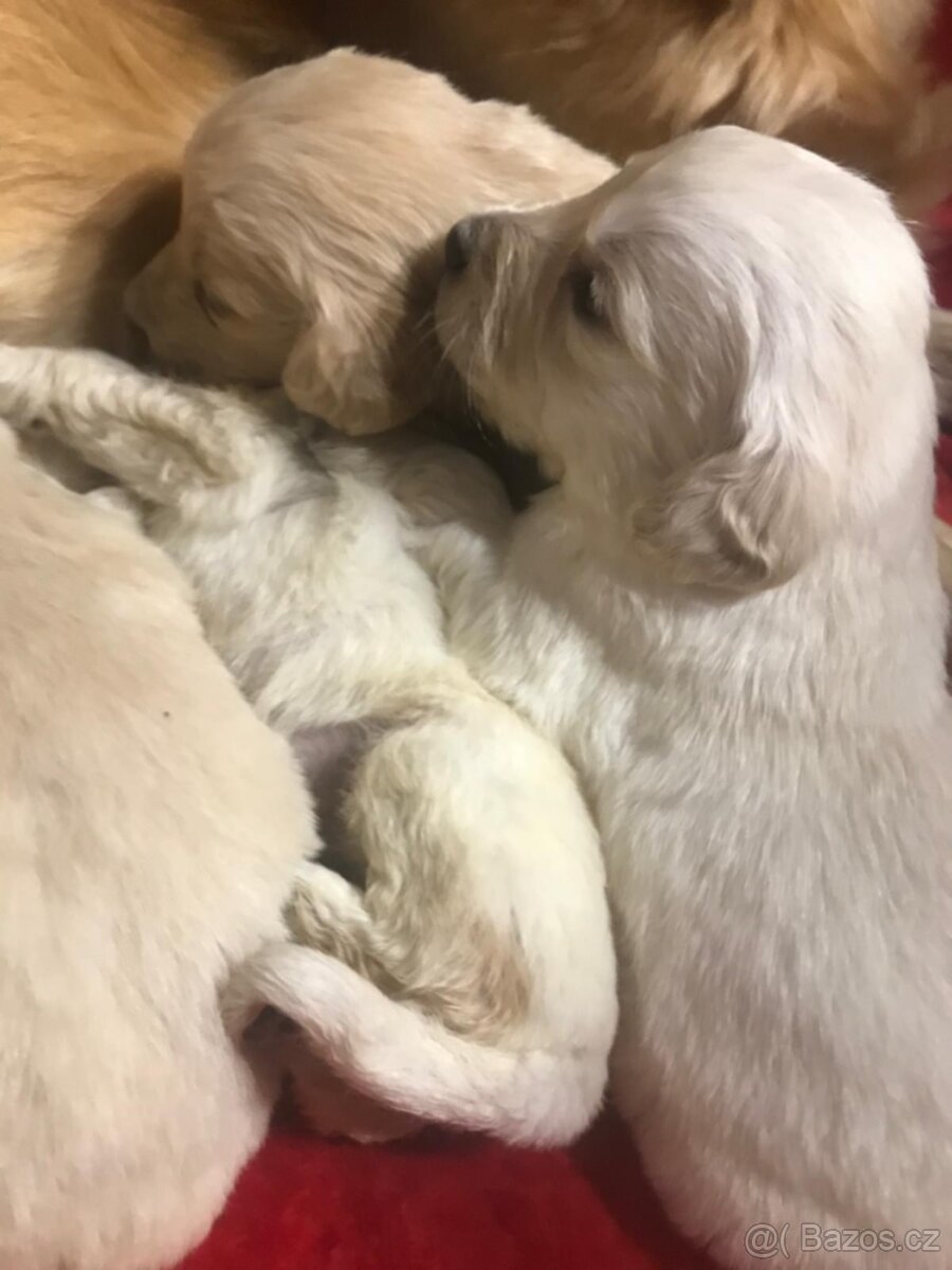 Štěňata Zlatý Retrivr - 4