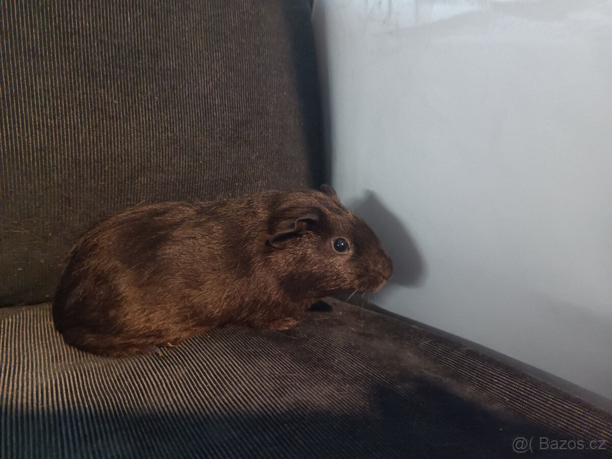 Malá morčata z domácího chovu (i jednotlivě) - 4