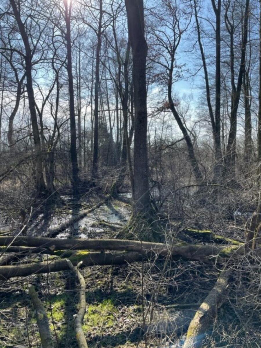 Prodám pozemky v k.ú. Starý Ples - 4