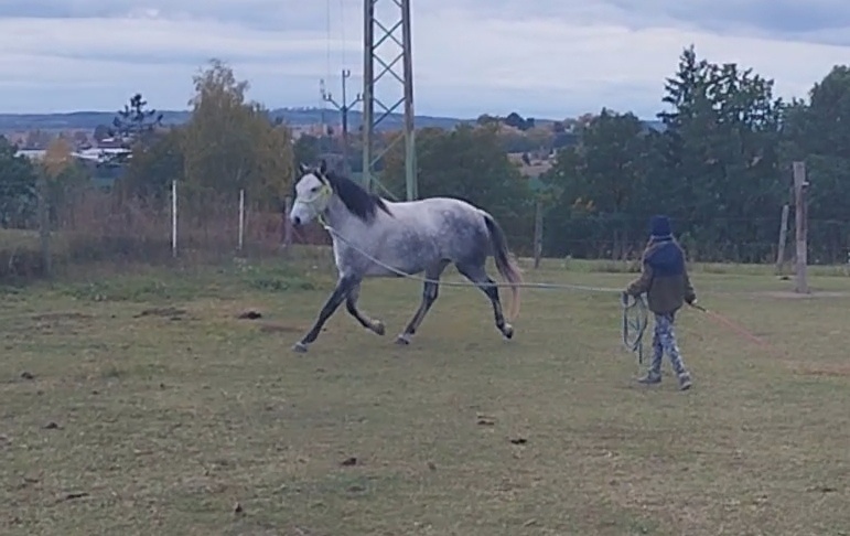 Lusitano kobyla - 4