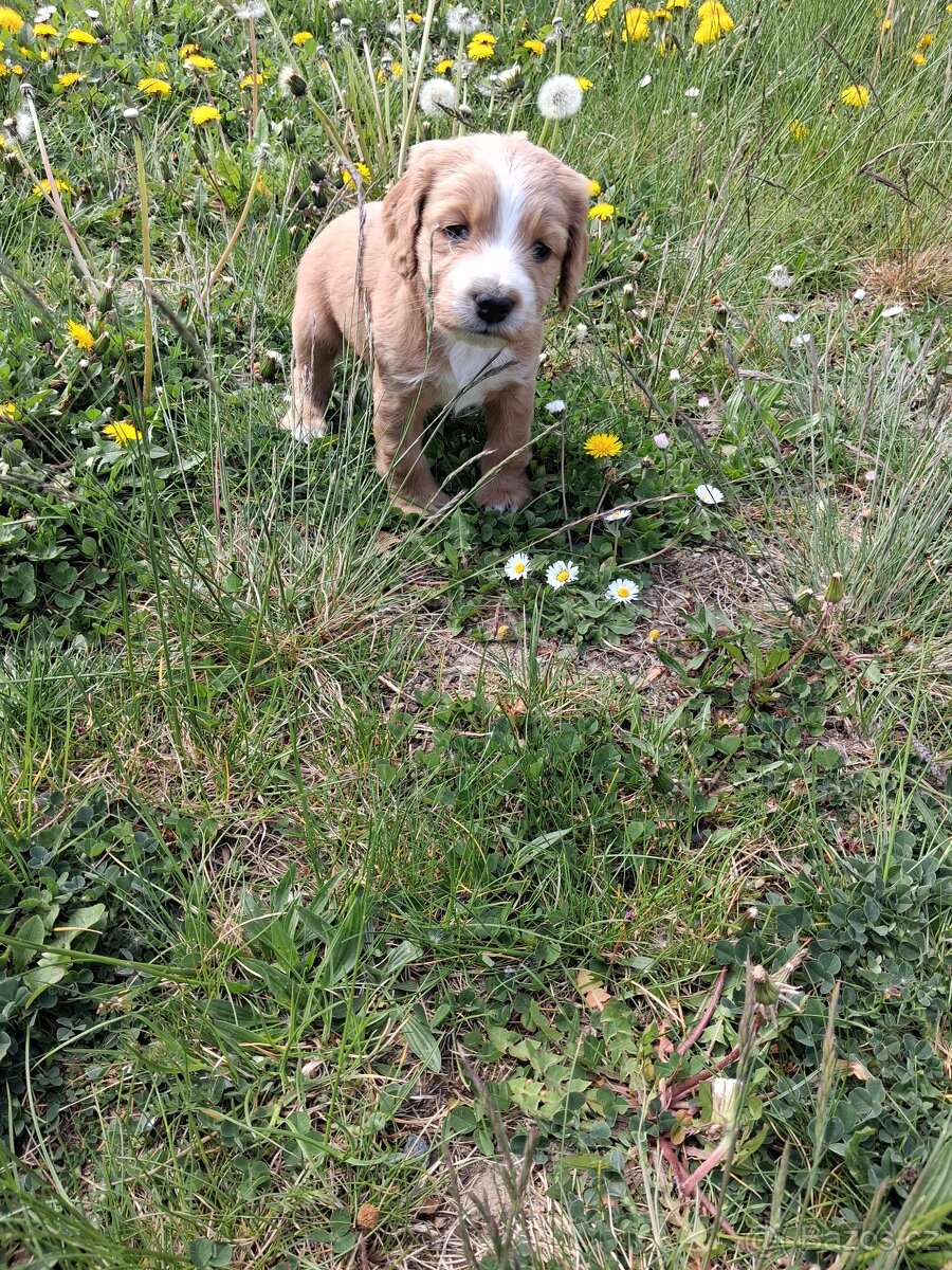 Kokršpaněl bez pp - 4