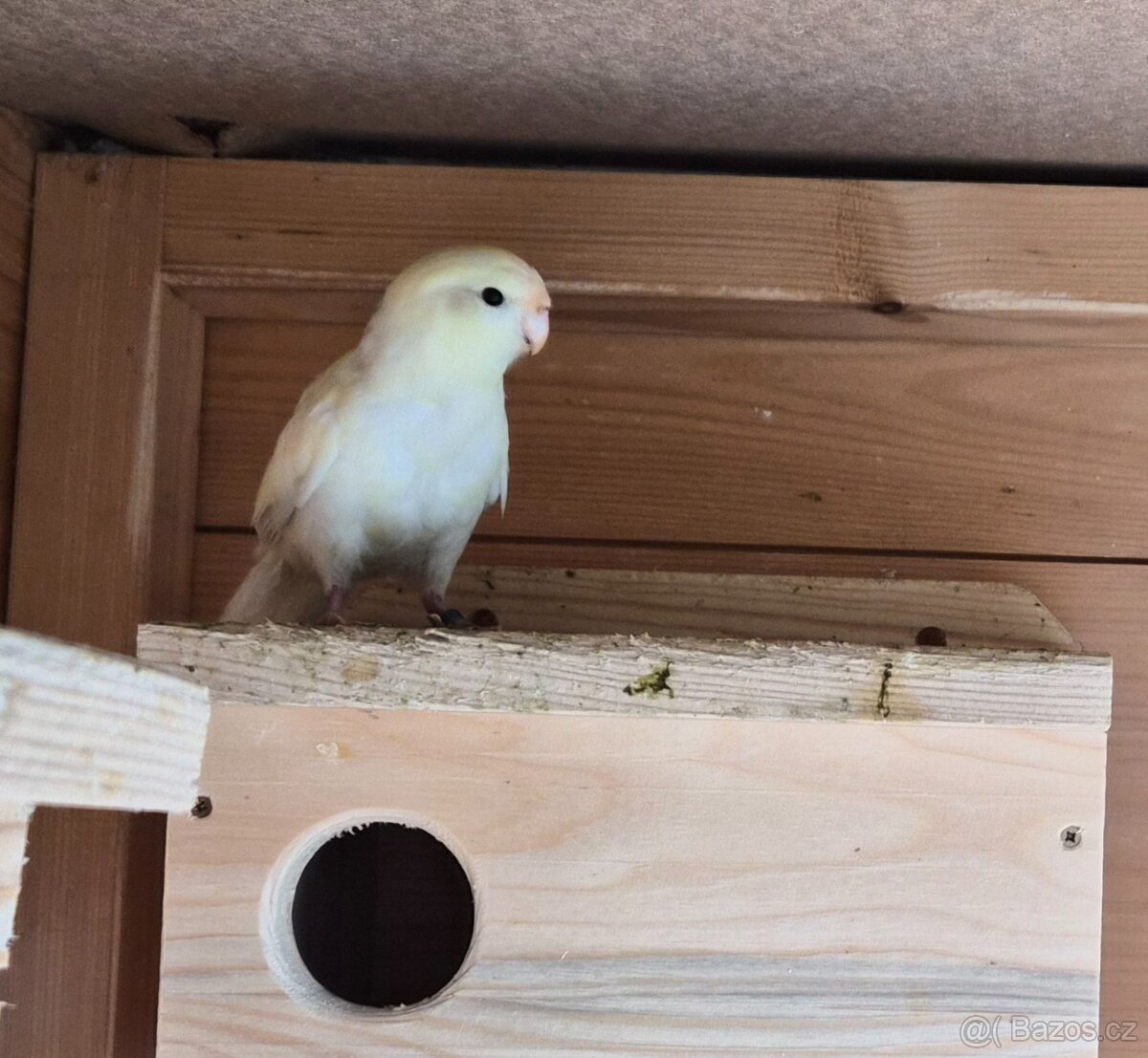 Kakariki rudočely - 4