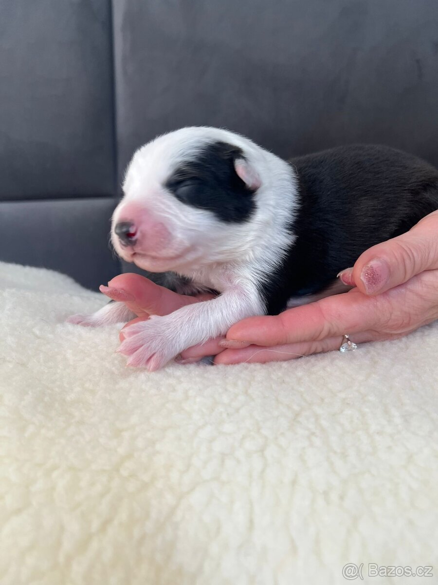 Štěňata Border Kolie s PP - 4