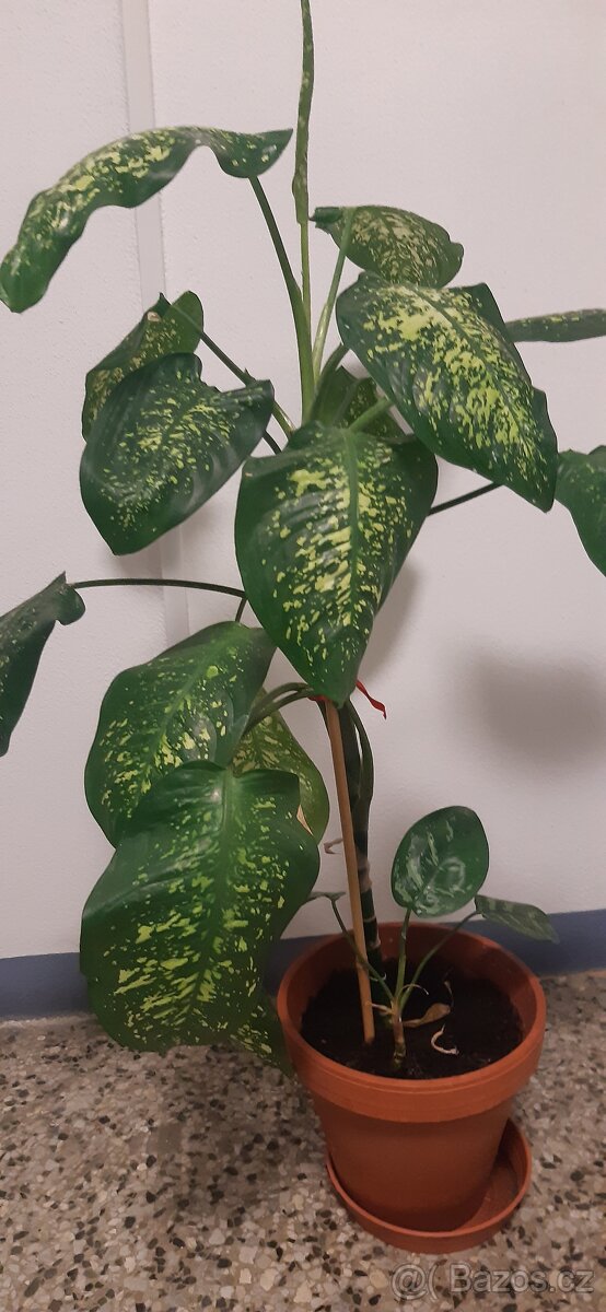 Prodám pokojové rostliny - 4