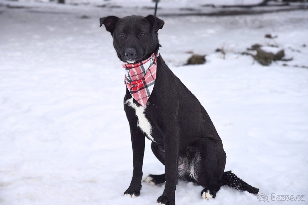 Žanetka hledá domov - 4