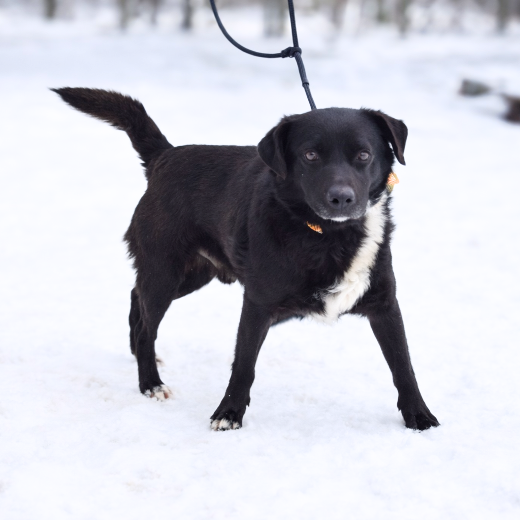 Columbo hledá domov - 4