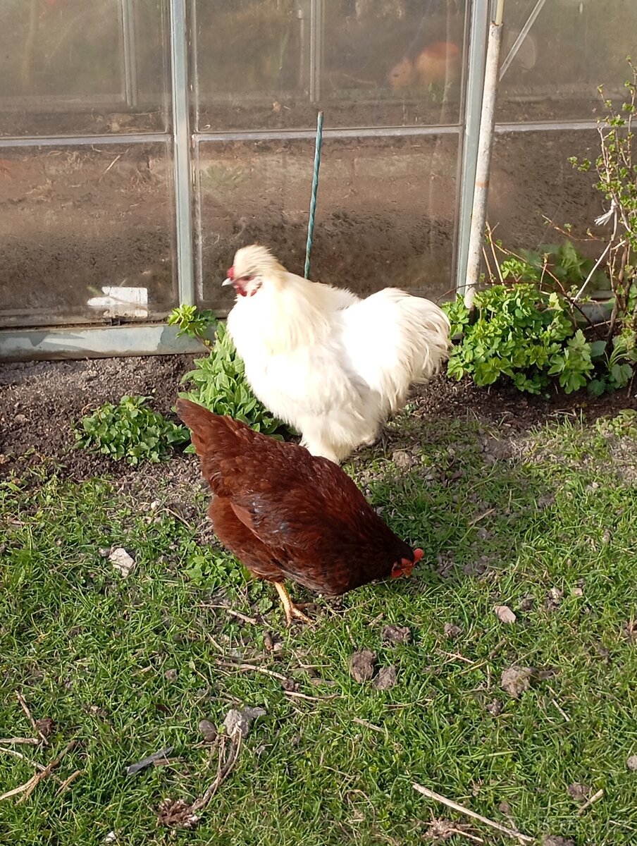 Hedvabnicka kohout - 4