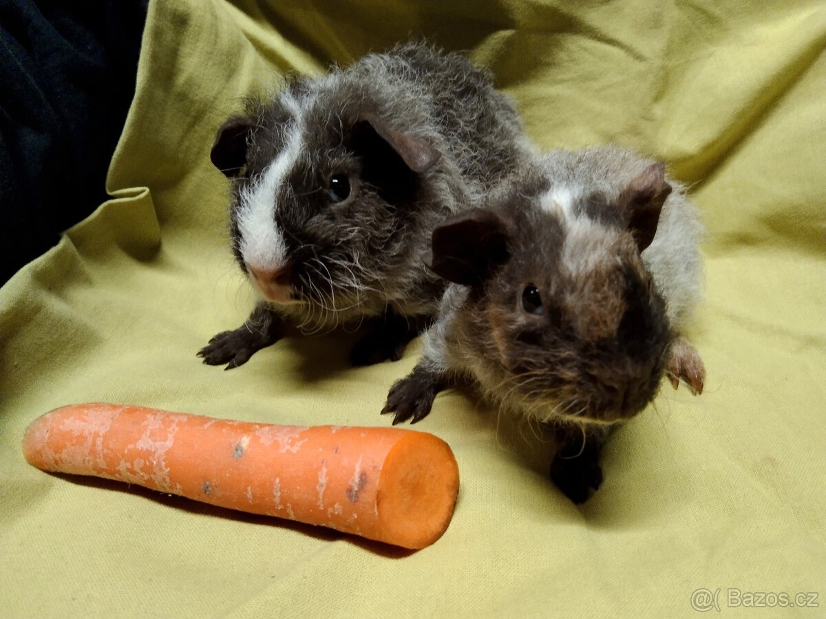 Morče,2 kluci, dalmatin NS - 4