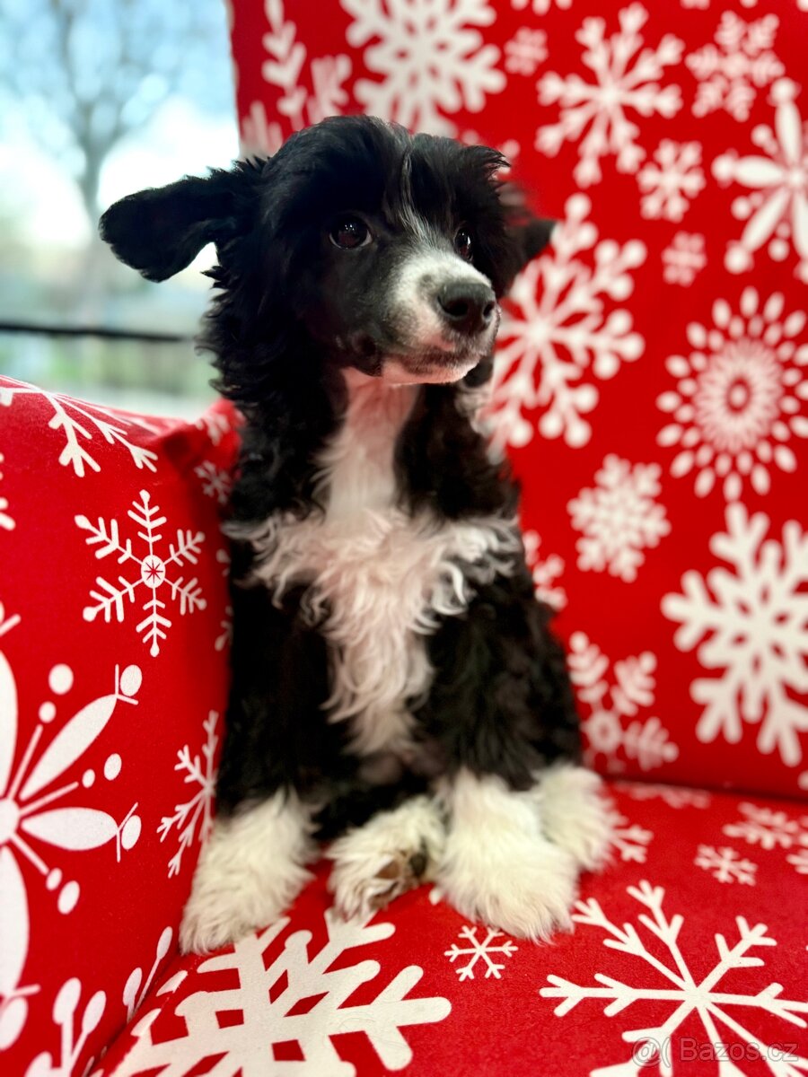 Čínský chocholatý pes - 4