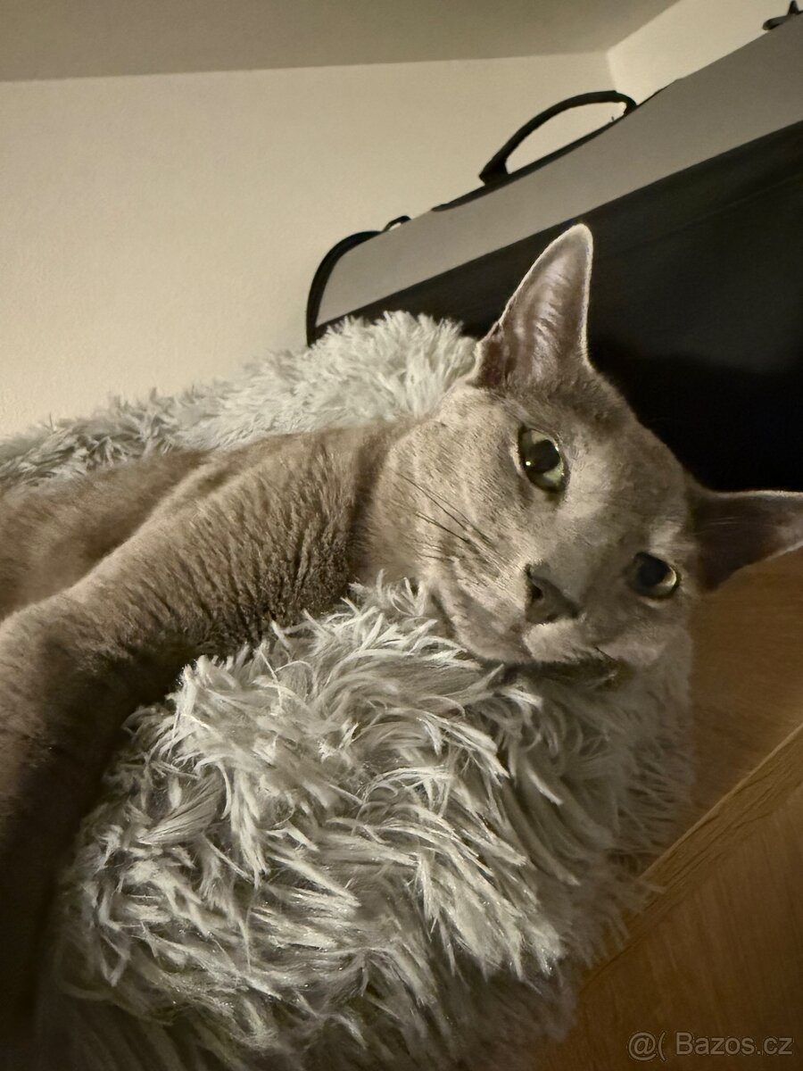 Ruský modrý kocour - 4