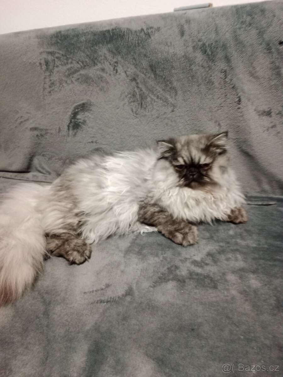 Perská kočka - 4