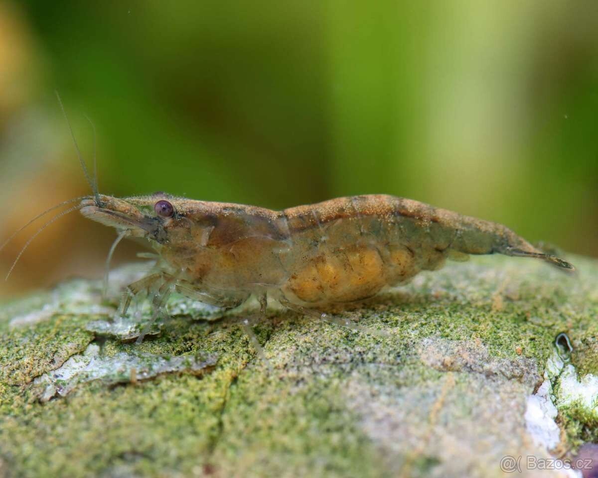 Krevetky - Neocaridina Yellow (svetlejsi kusy) - 4