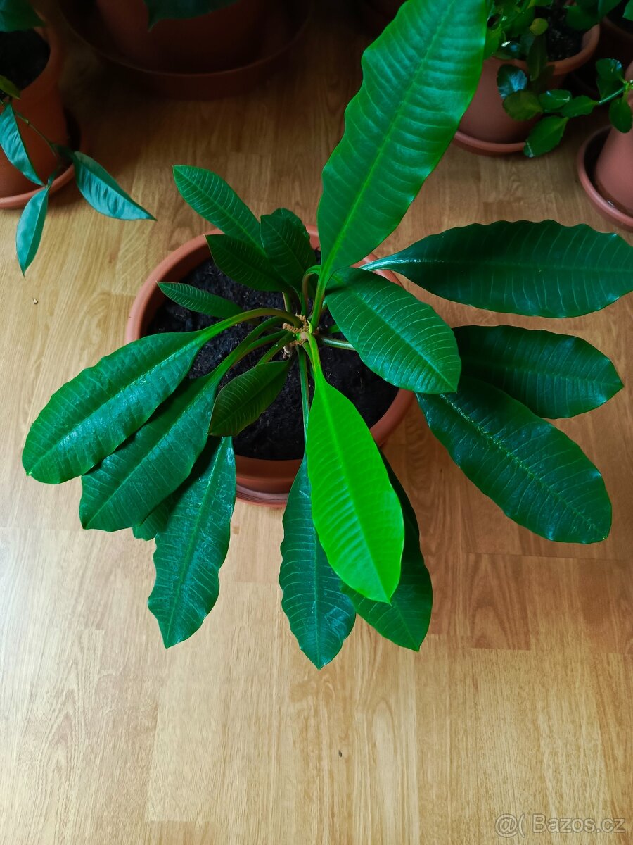 Pryšec běložilný - 4