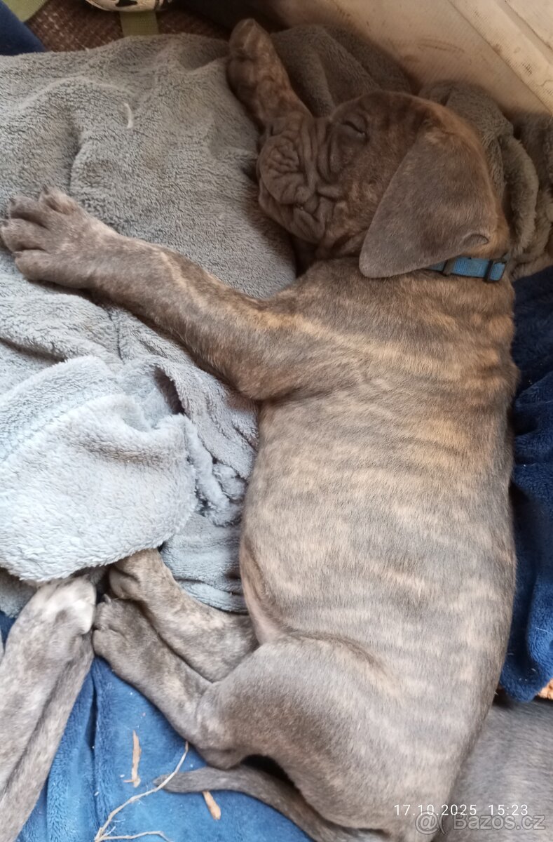 Cane Corso štěňata bez PP - 4