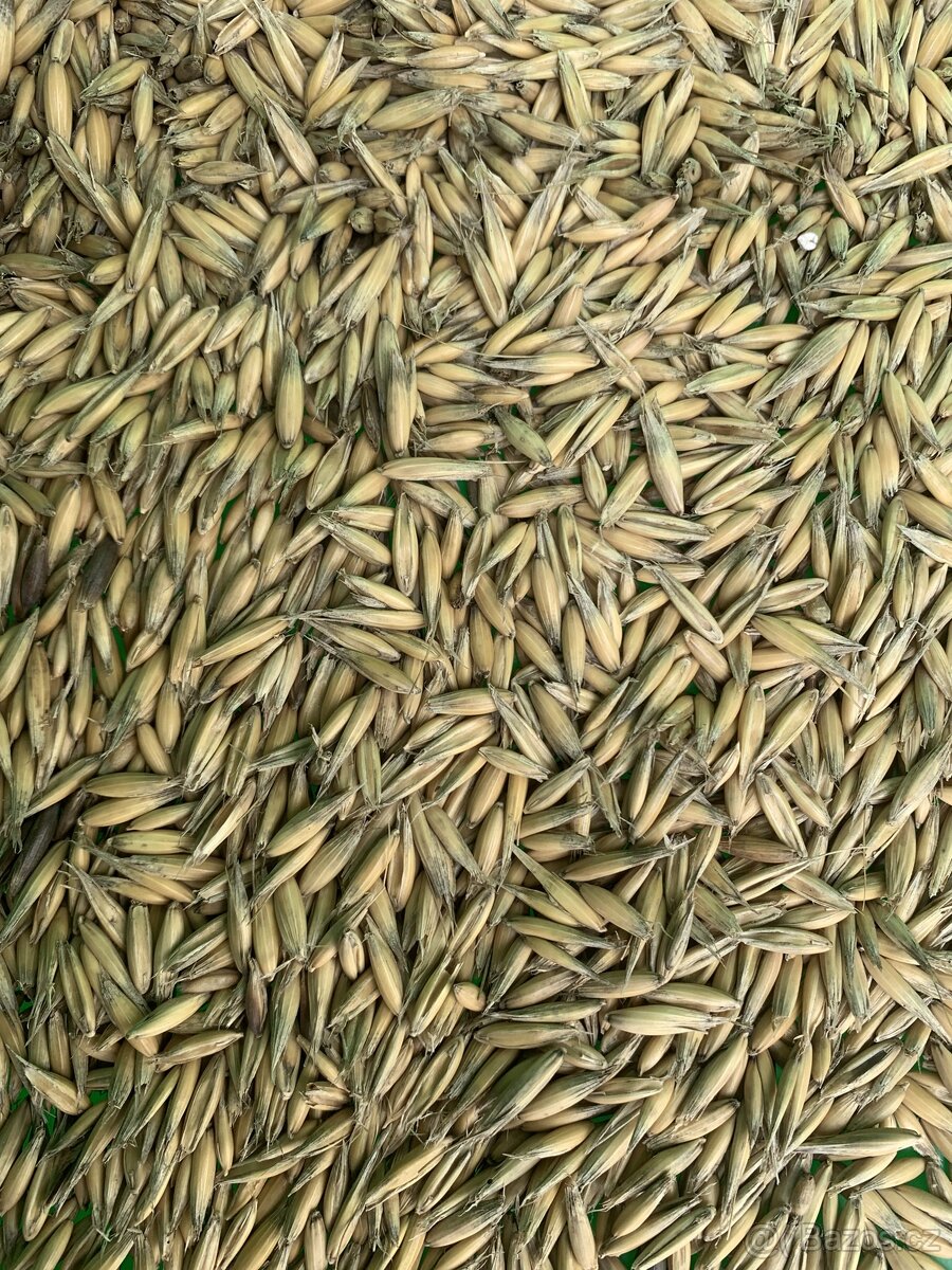 pšenice , ječmen,oves černý,oves nahý . - 4