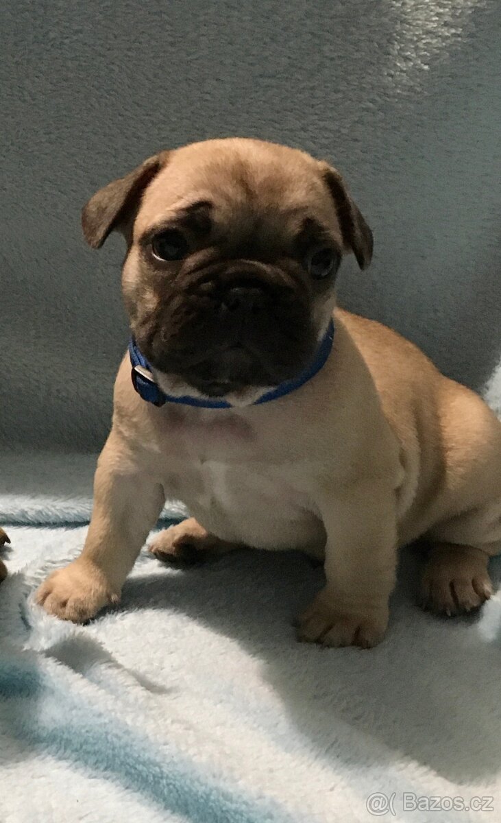 Francouzský buldoček s PP - 4