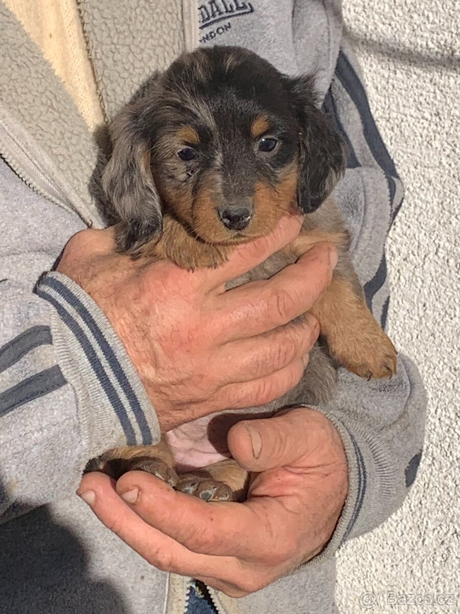 Jezevčík trpasličí dlouhosrstý - 4