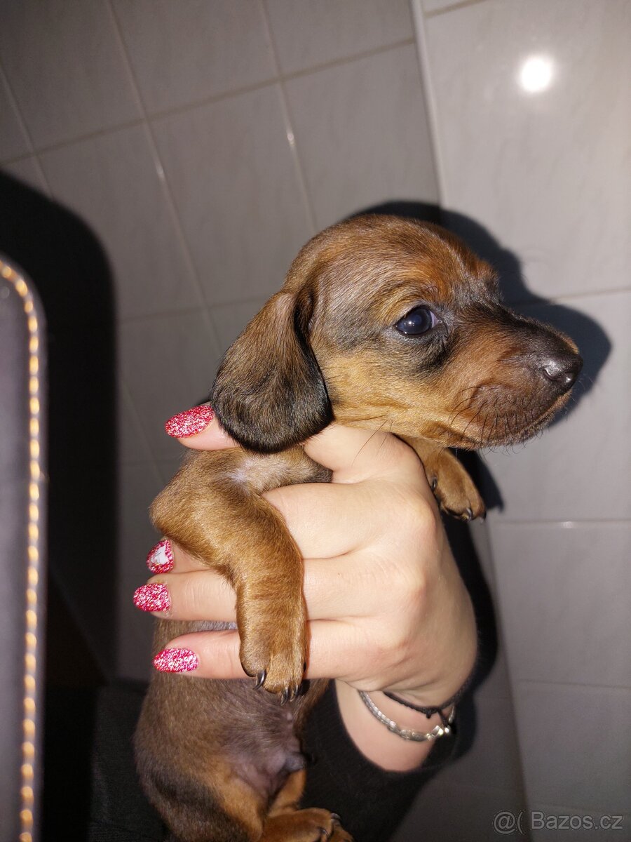 Jezevčík hladkosrstý trpasličí/králičí - 4