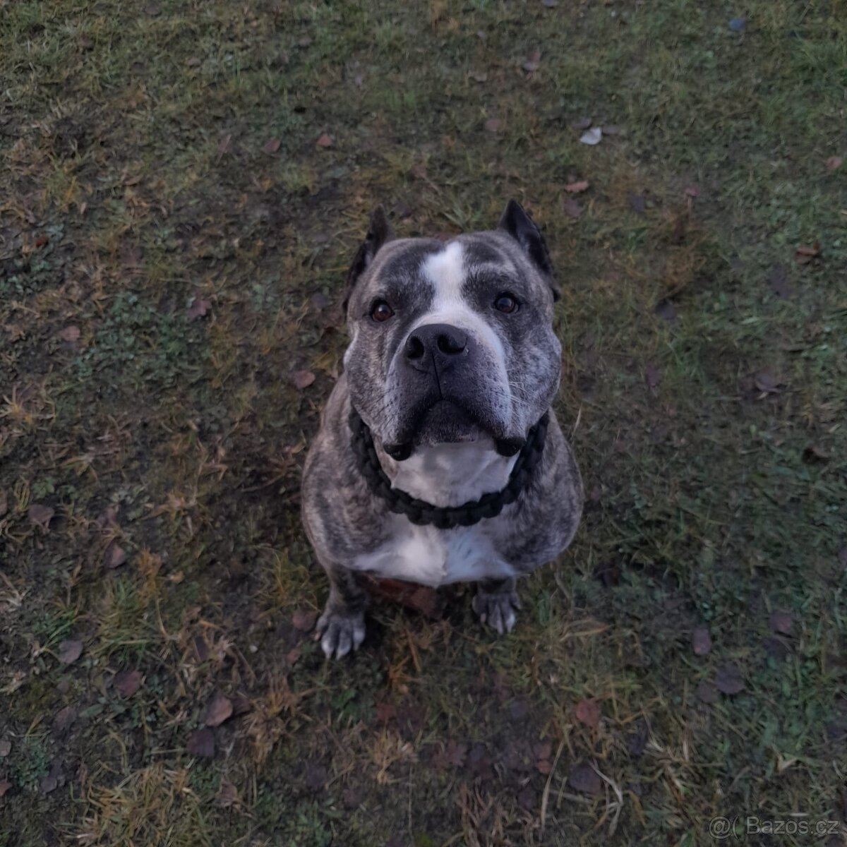 Pes ke krytí americký staford - 4