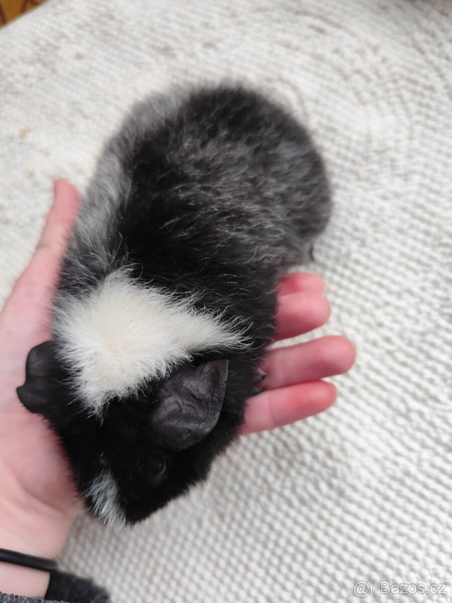 Morče / US Teddy sameček - 4