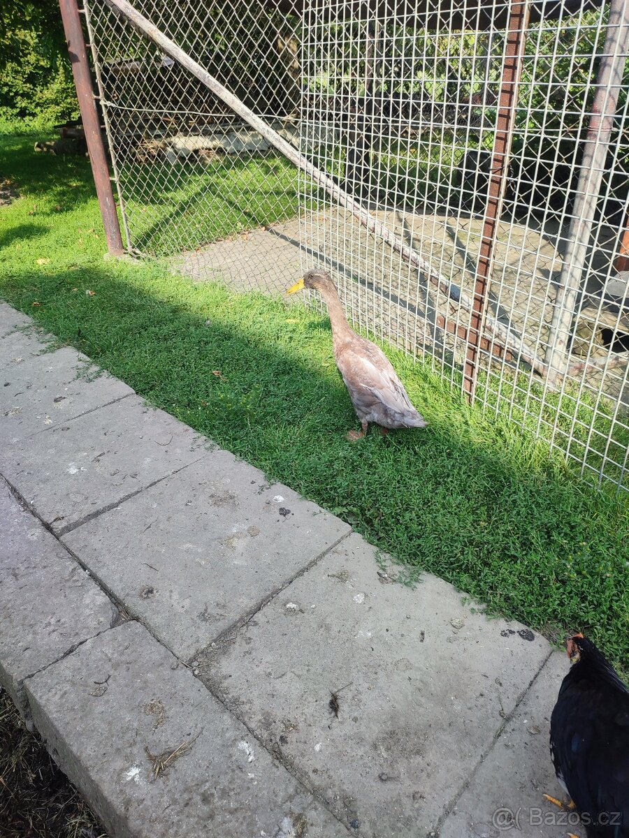 Indický běžec - 4