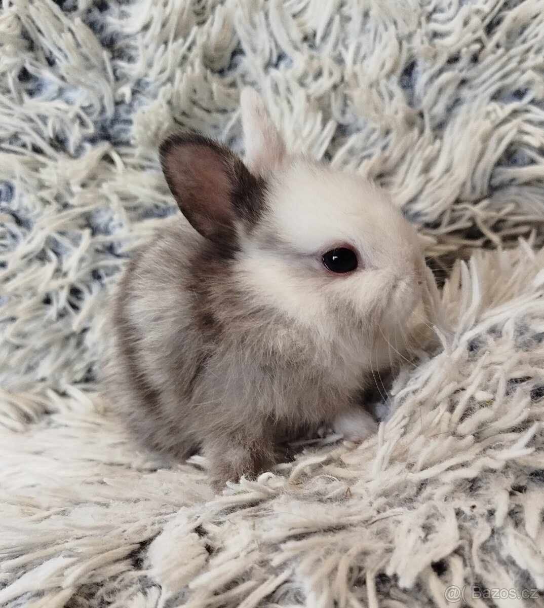 Zakrslý krátkouchý s VP - 4