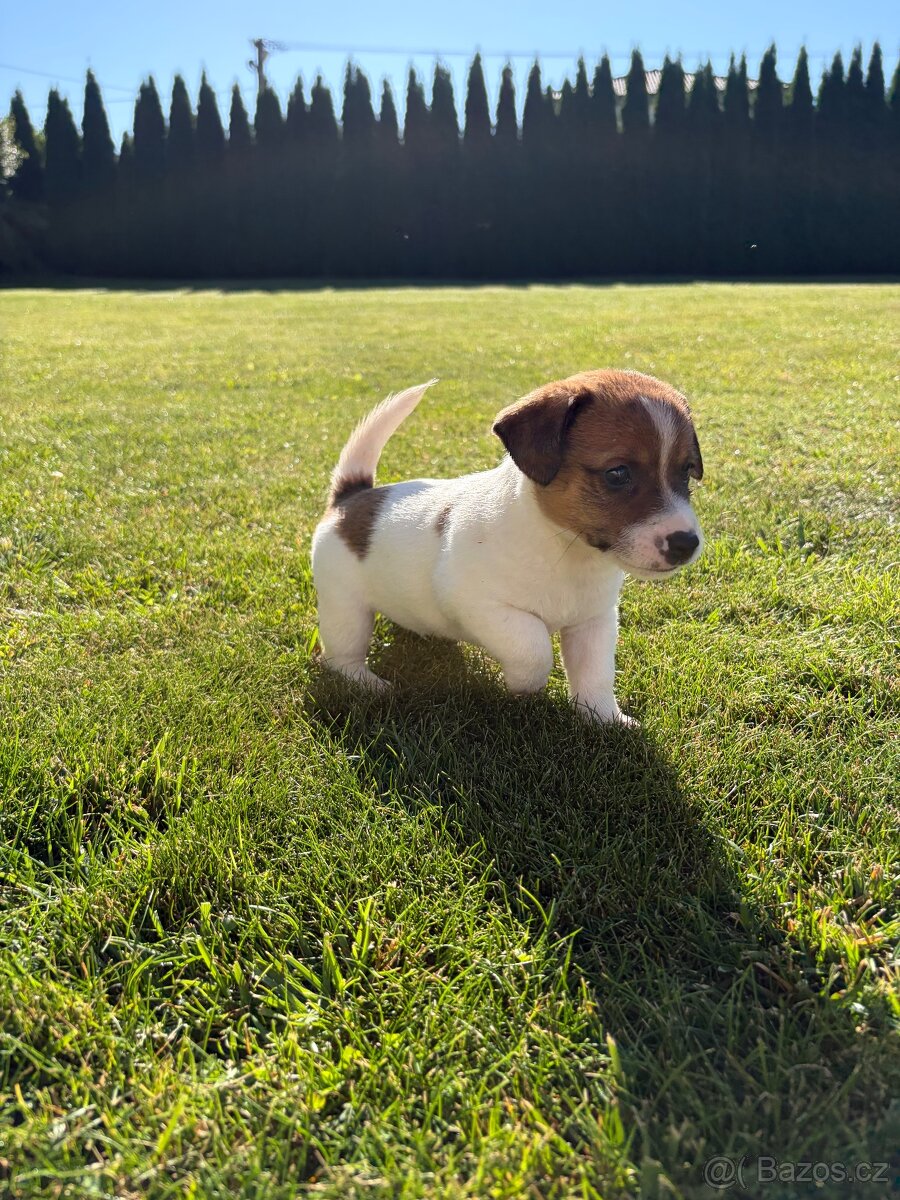 Šteniatka jack russel teriér - 4