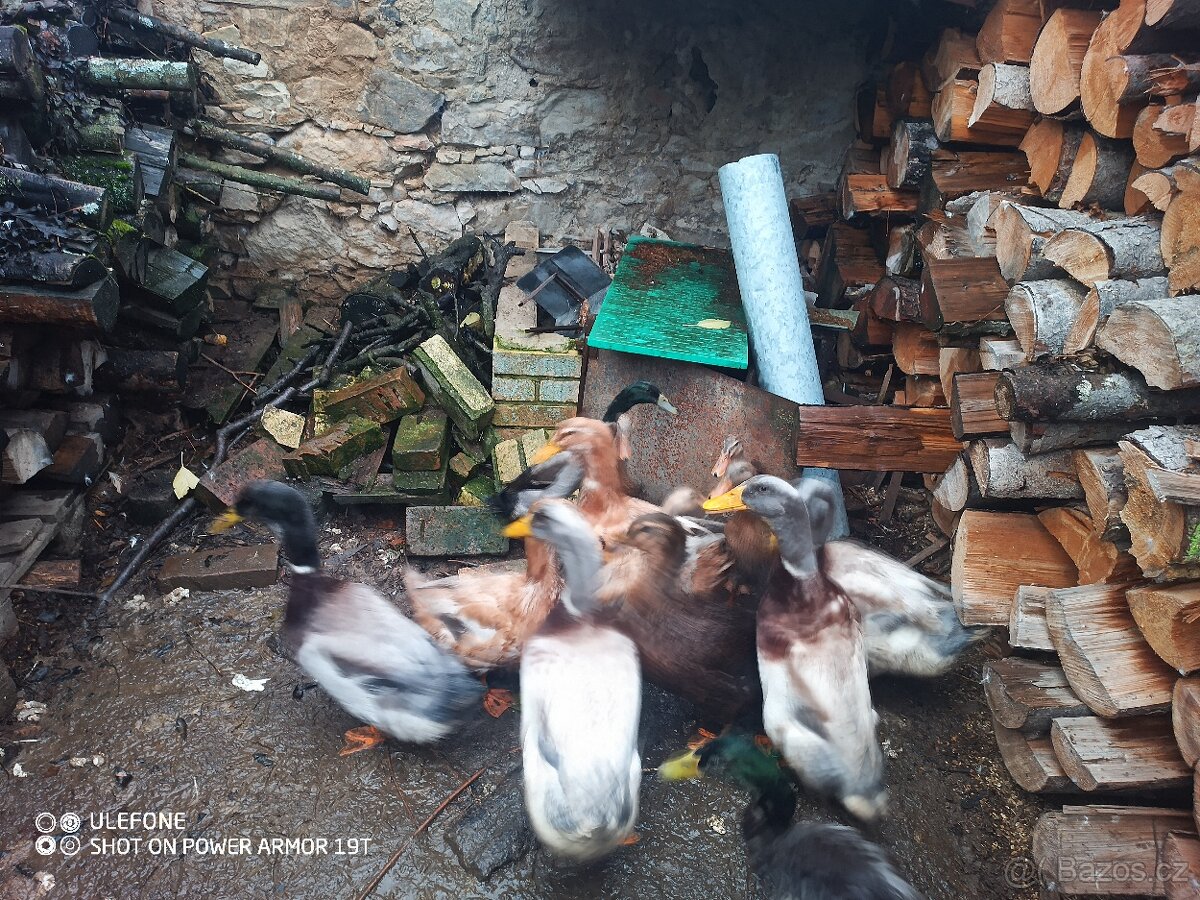 Kachna saská a ruánská - 4