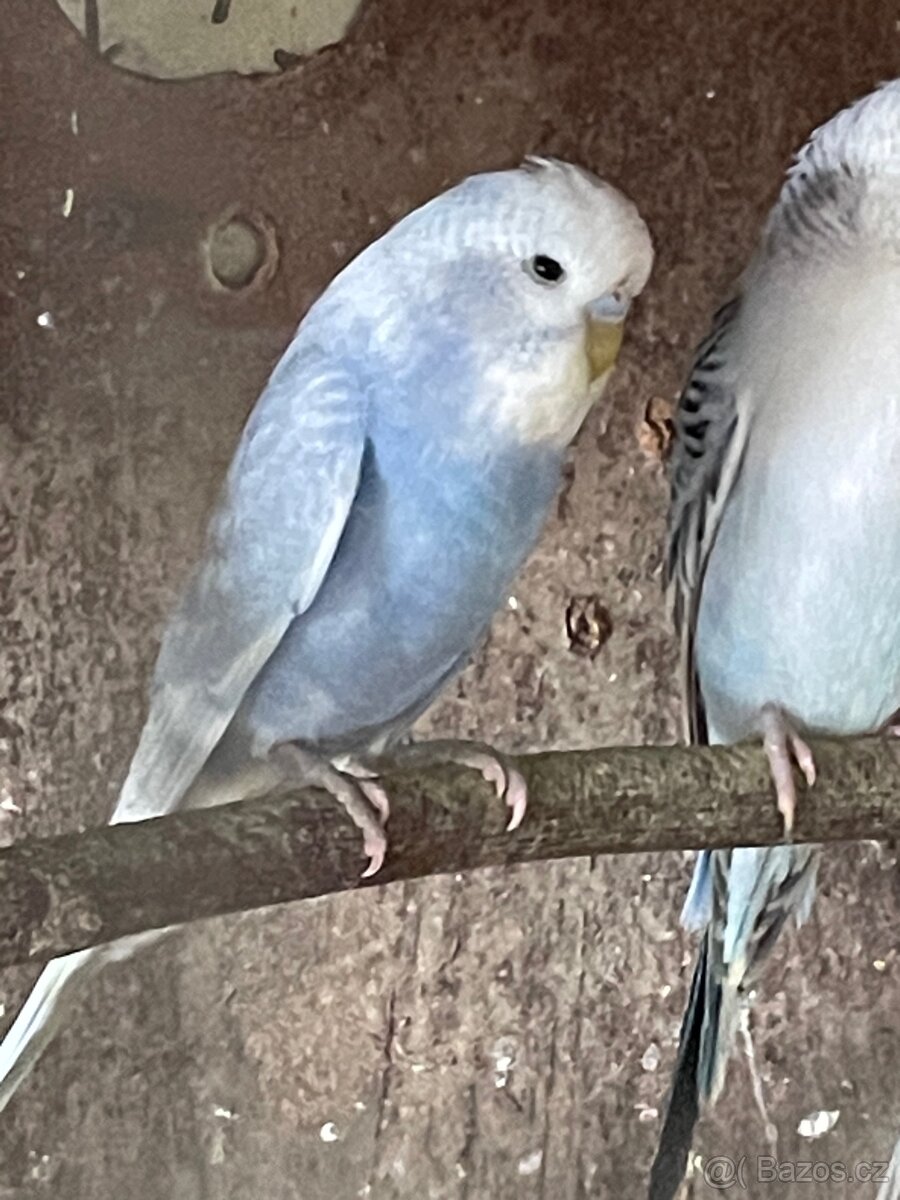 Andulka- Mláďata na ochočení - 4