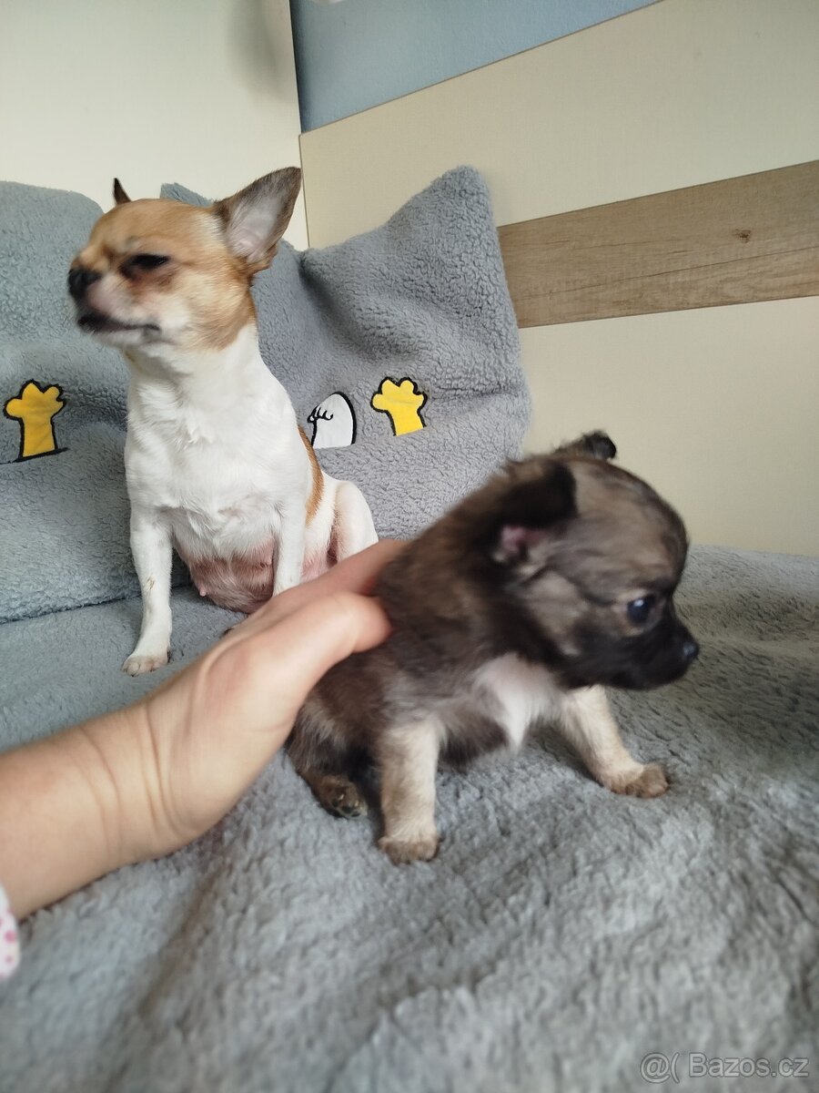 Čivava s PP, dlouhosrstá , pes - 4