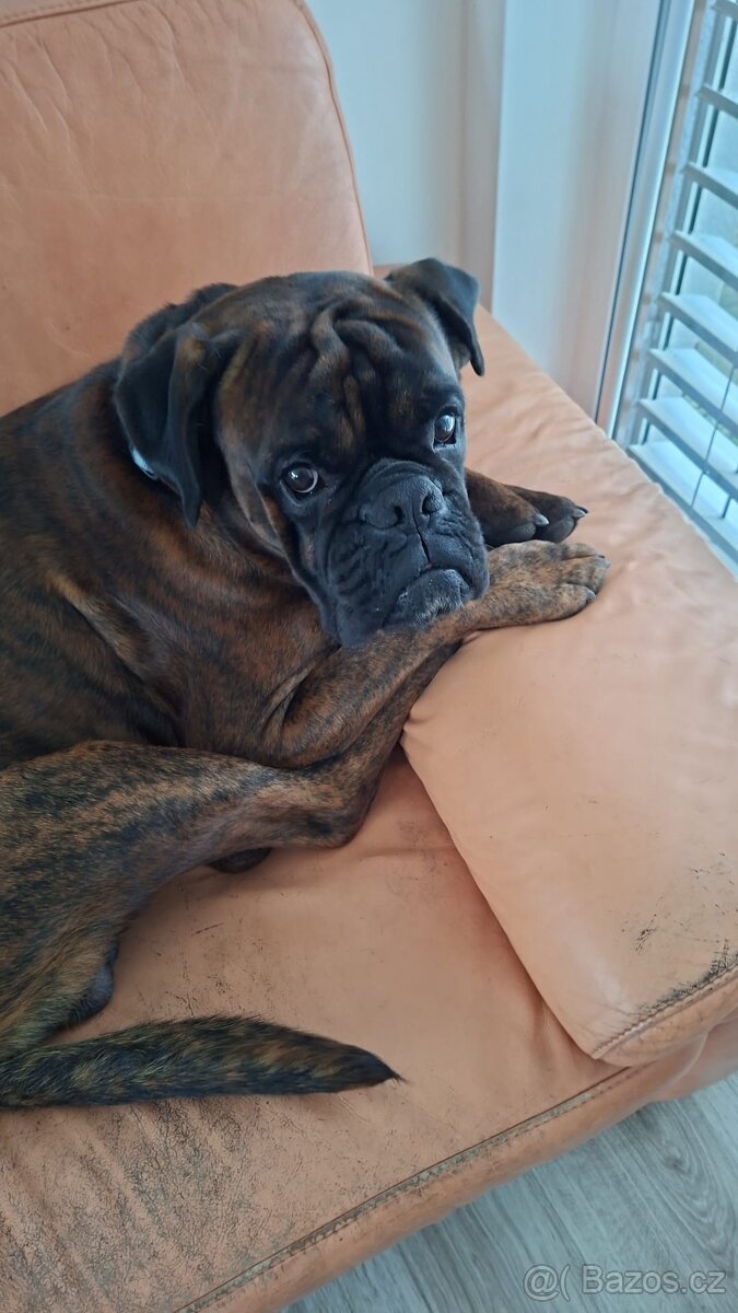 Německý boxer - 4