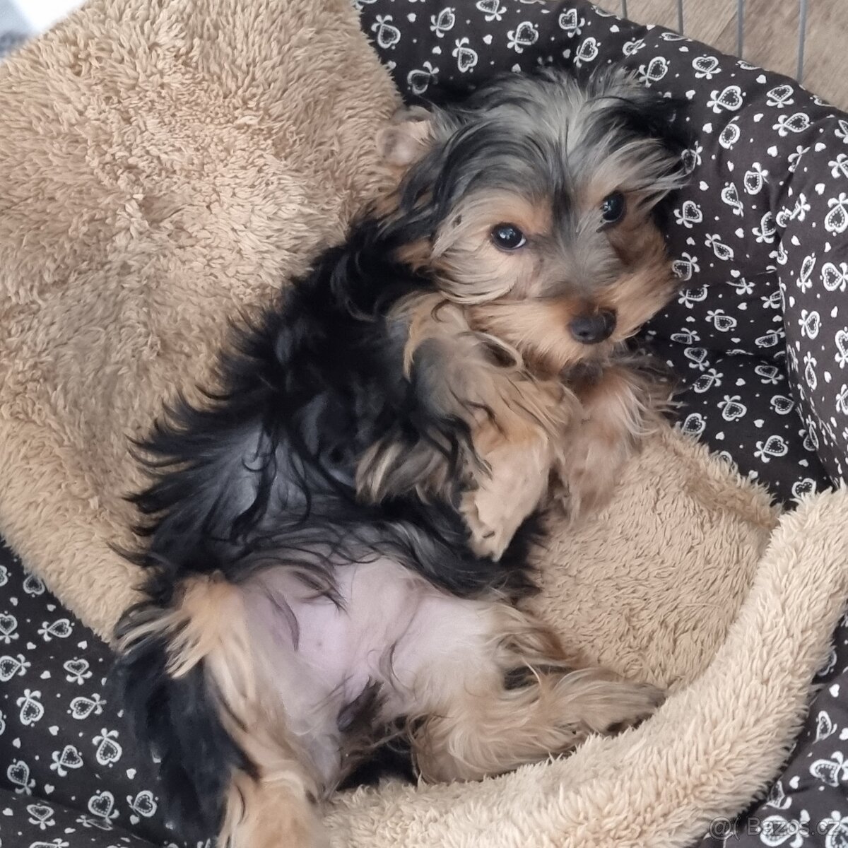 Jorkširsky terier fenka s pp - 4