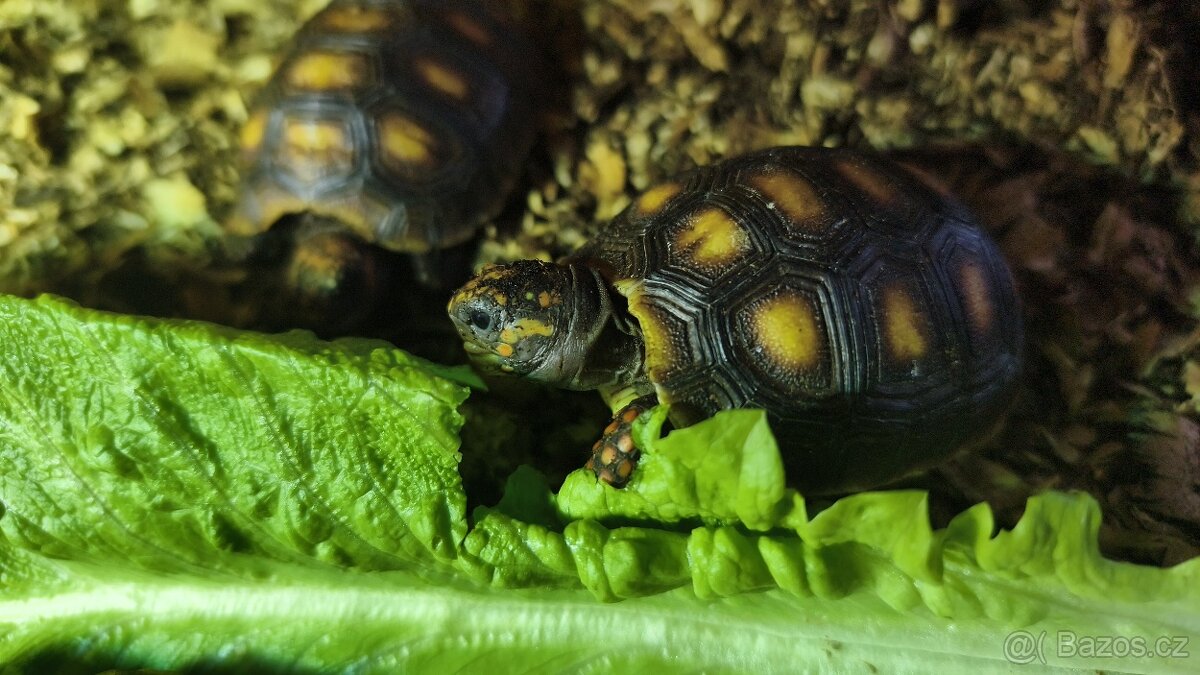 Želva uhliřská mláďata - 4