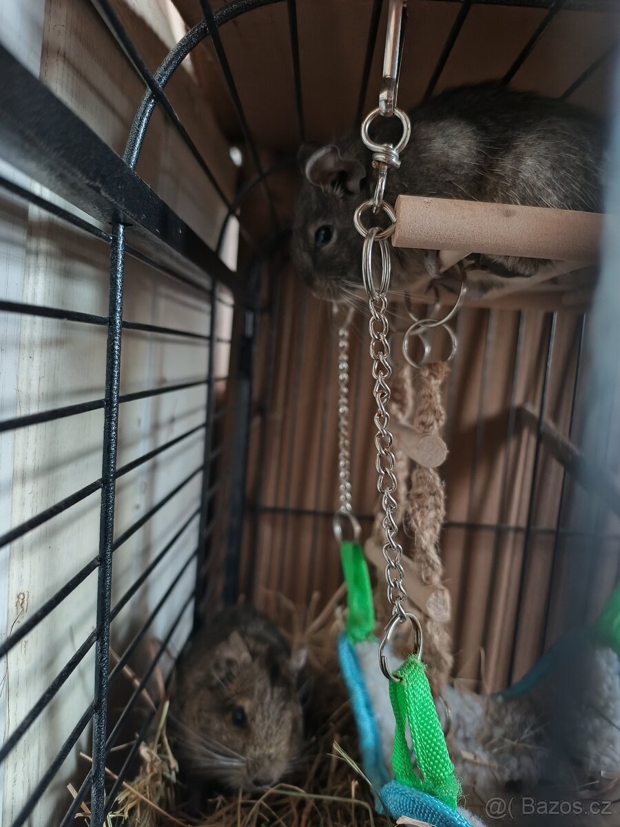 Daruji osmáky - samičky - 4