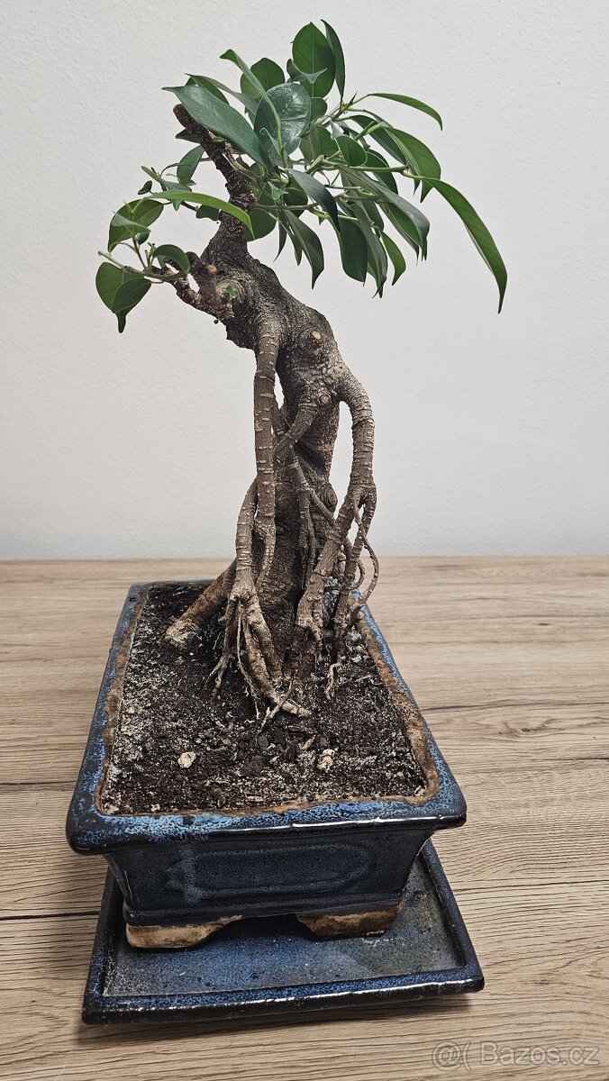 Bonsai Ficus Retusa - 4