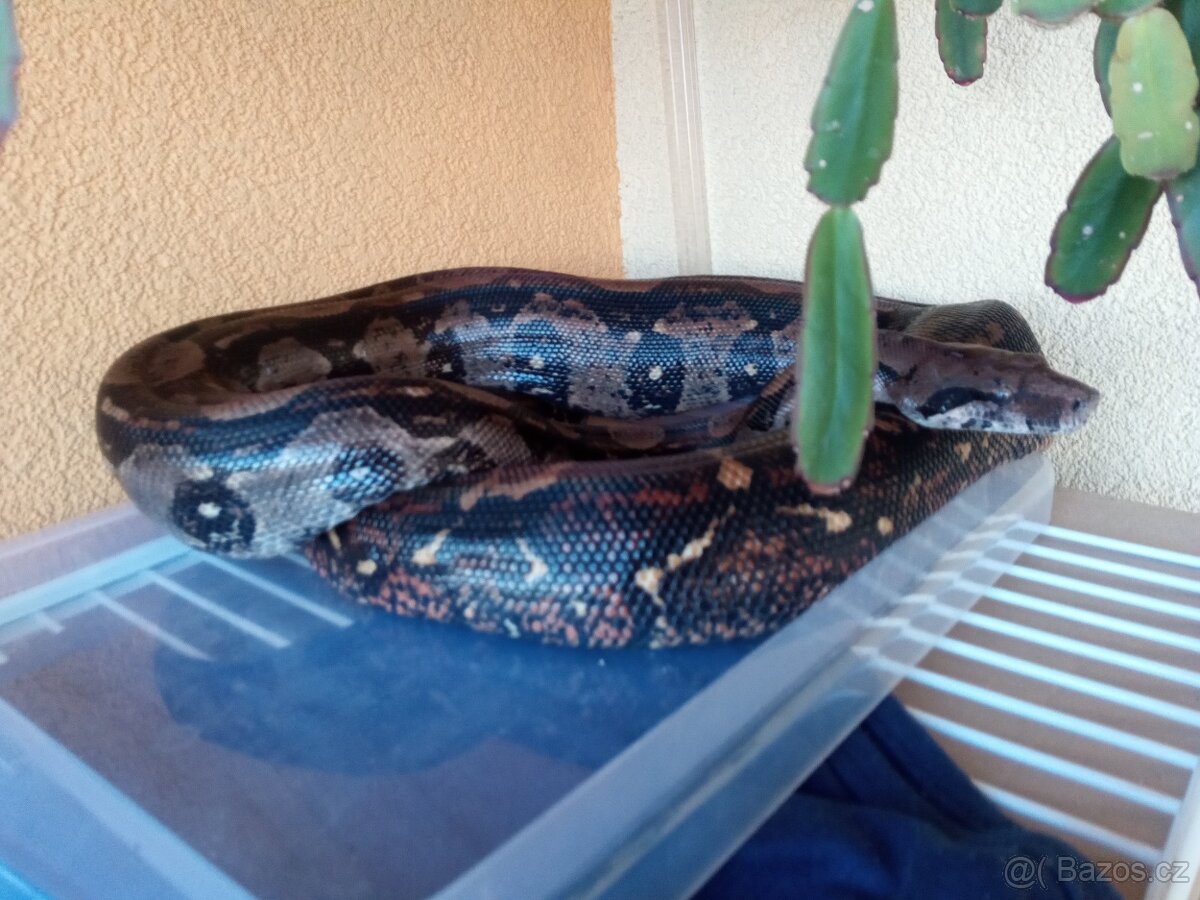 Hroznýš královský černá forma - 4