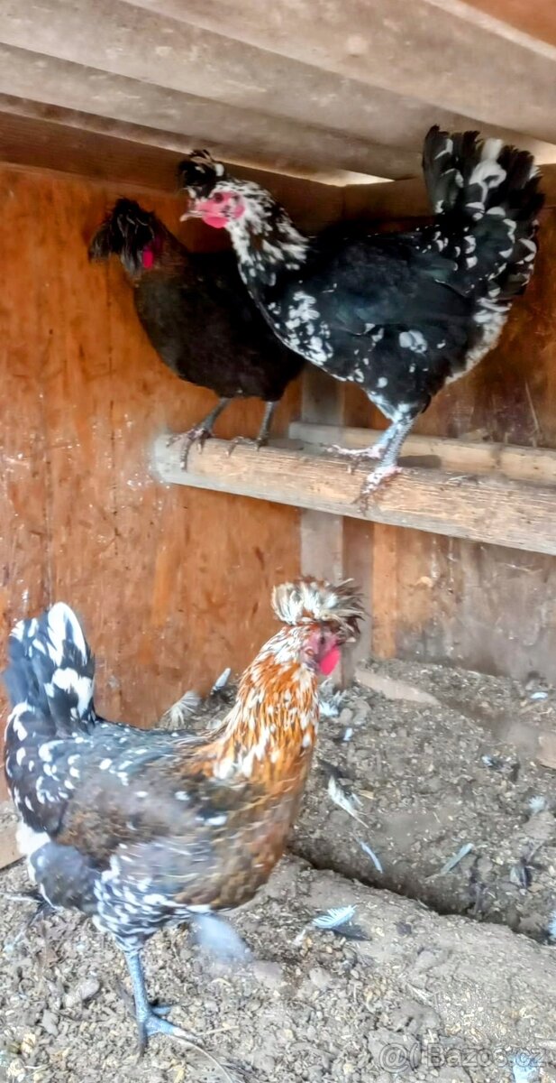 Slepice Sandschak - 4