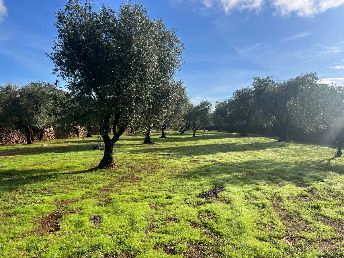 PRODÁNO - Pozemek 10.000m2 u moře🇮🇹 - 4