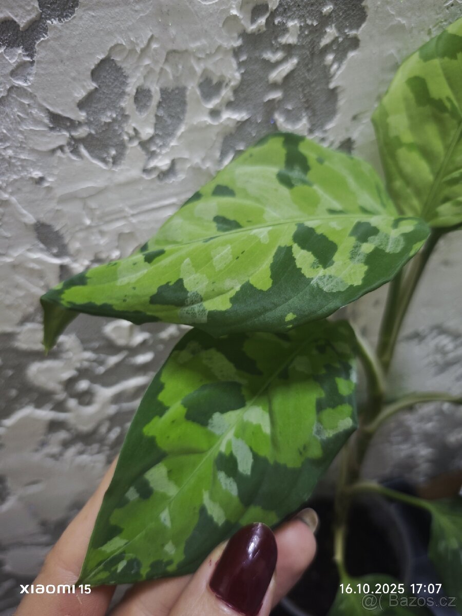 Aglaonema "tricolor" baby PRODÁNO - 4