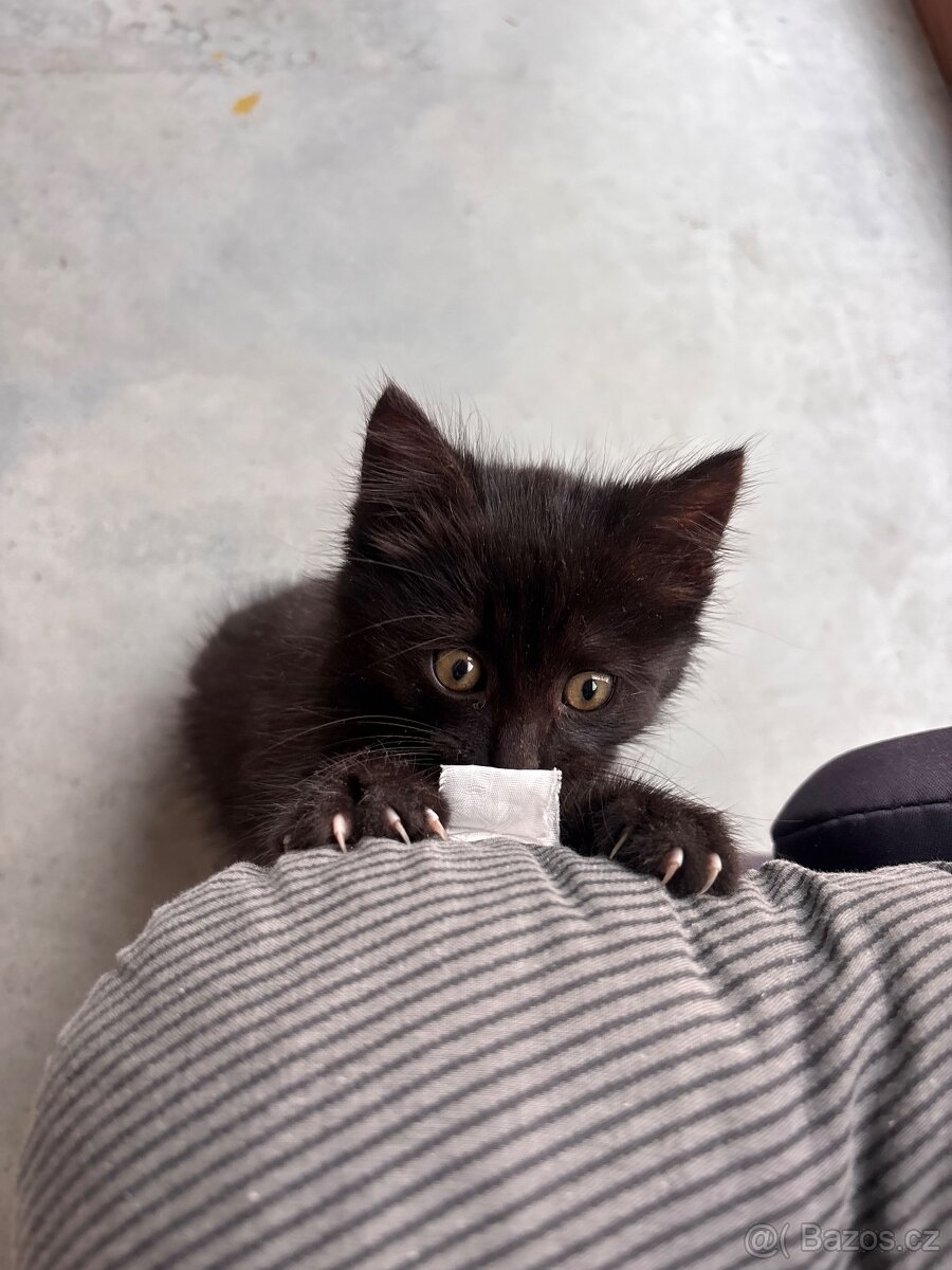 Daruji koťátka - 4