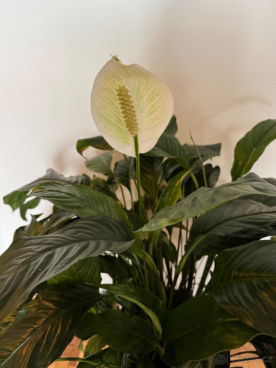 Spathiphyllum – Toulcovku (Lilie míru) - 4
