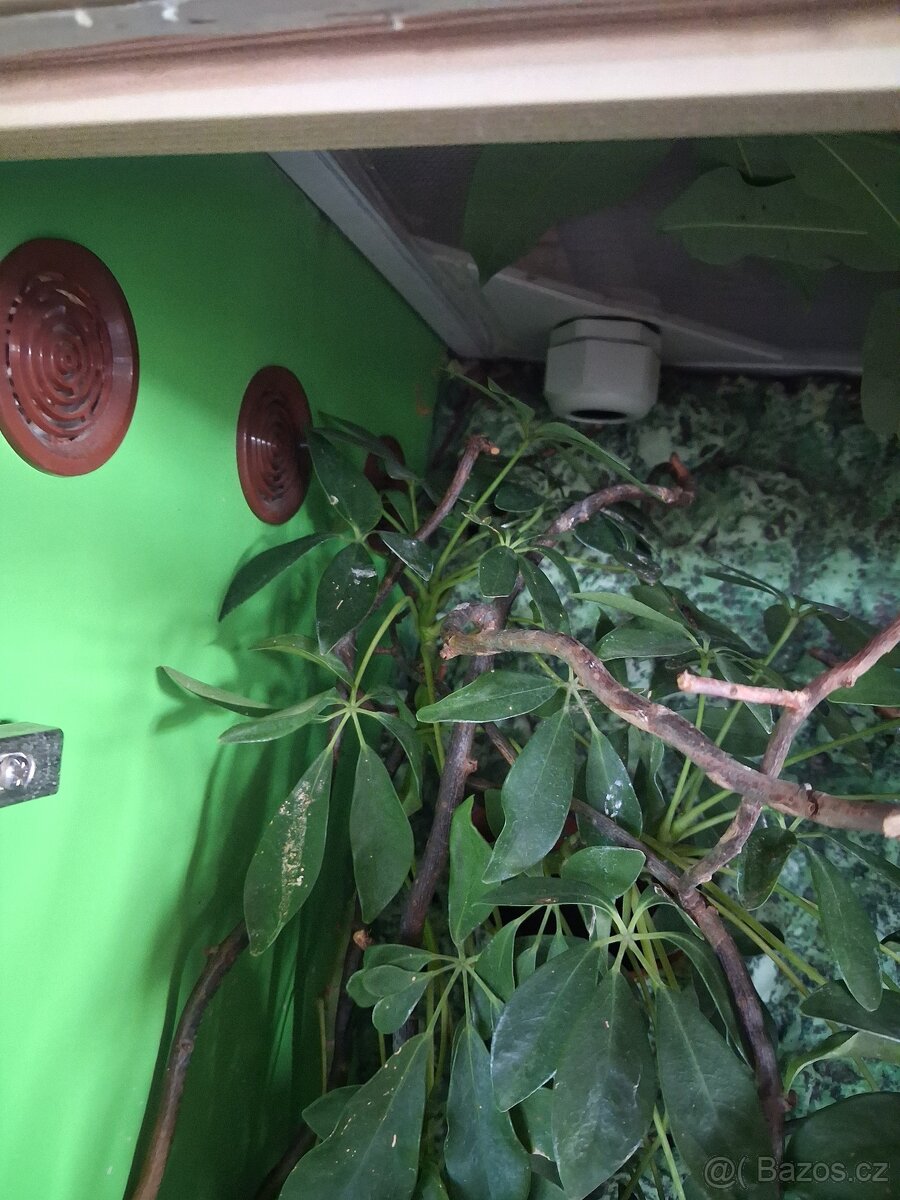 Terárium pro chameleona - 4