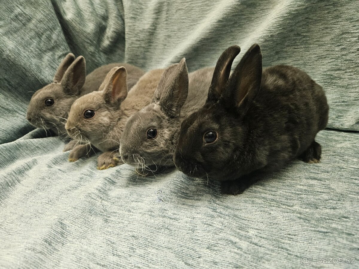 Zakrslý králíček - 4