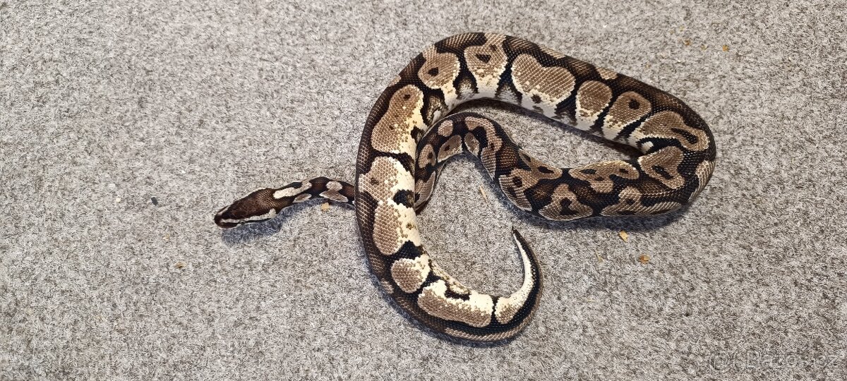 Krajta královská - 4