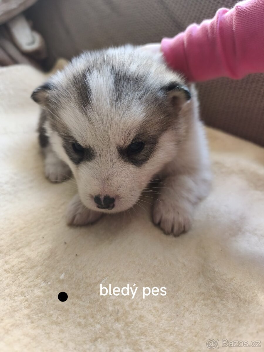 Aljašský malamut šteniatka - 4