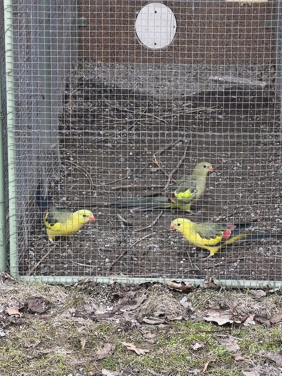 PAPOUŠEK KRÁLOVSKÝ, HORSKÝ A ZPĚVAVÝ - 4