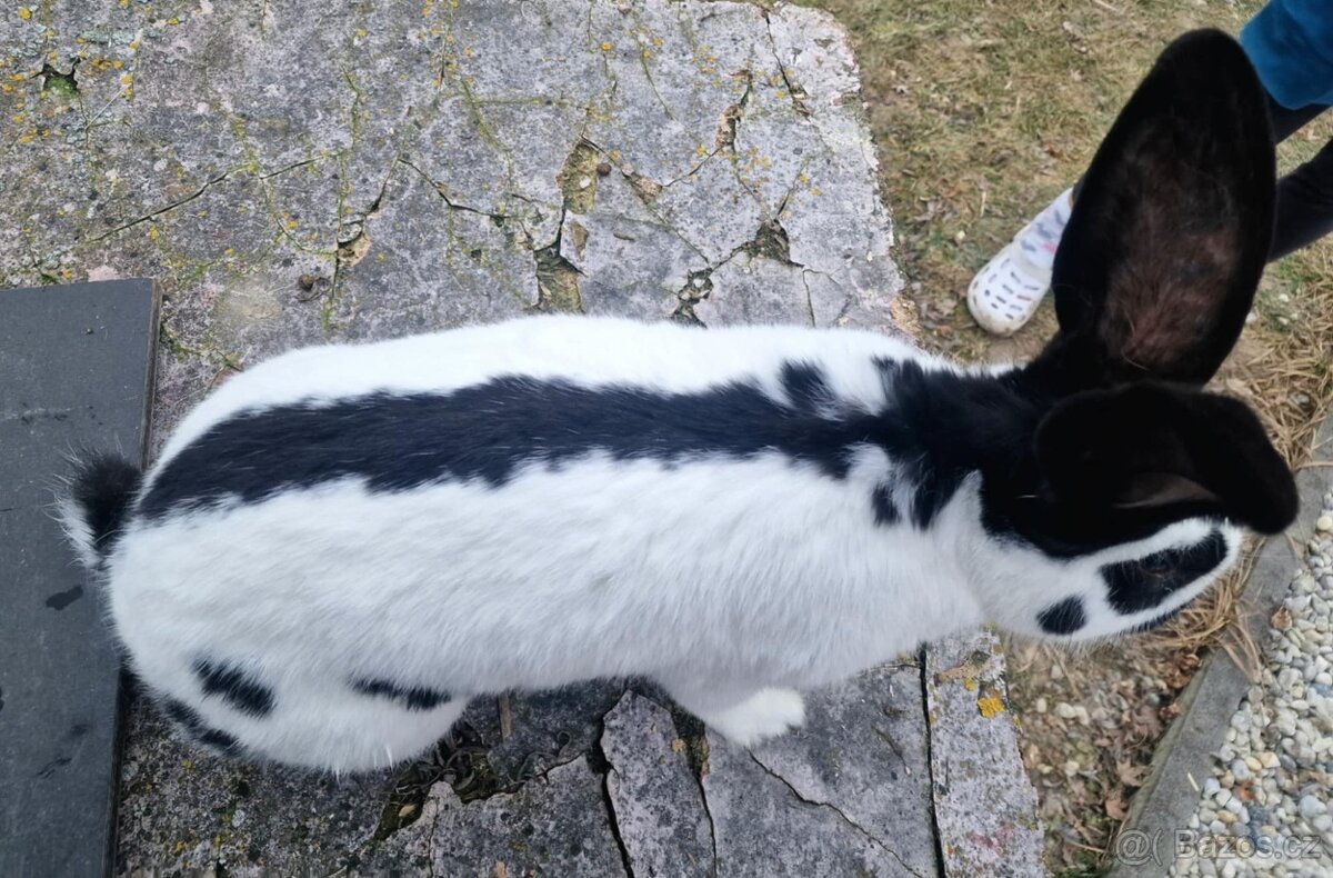 Německý obrovitý strakáč - 4