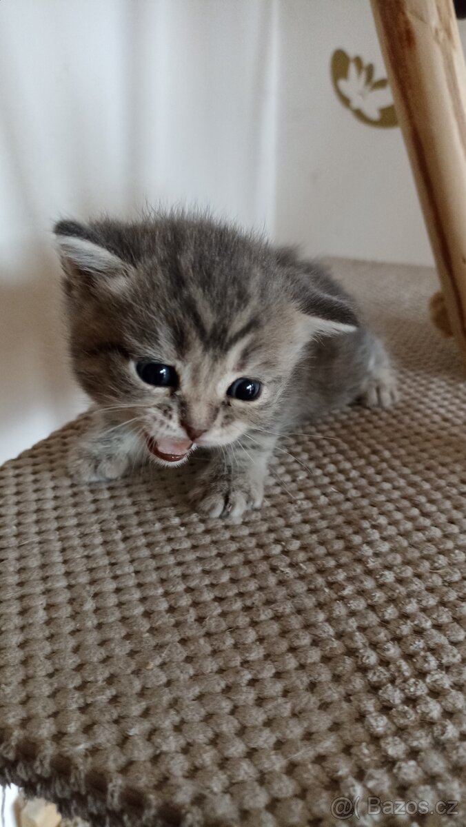 Britská whiskas kočička s PP - 4